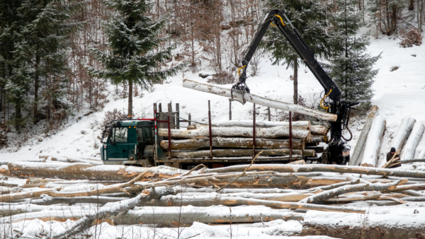 Car collecting sawn trees in a winter pine forest in the Carpathians, Romania