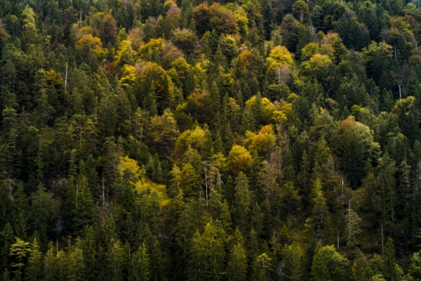 High angle shot of a beautiful forest with autumn-colored trees